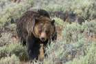 Large grizzly bear boar wandering through the sage brush Country of Wyoming Art Print